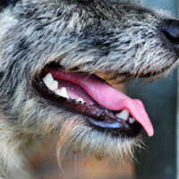 Dog Dog