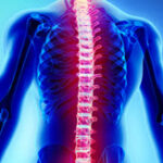 Spinal2 Spinal2