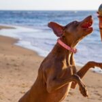 DogBeach DogBeach